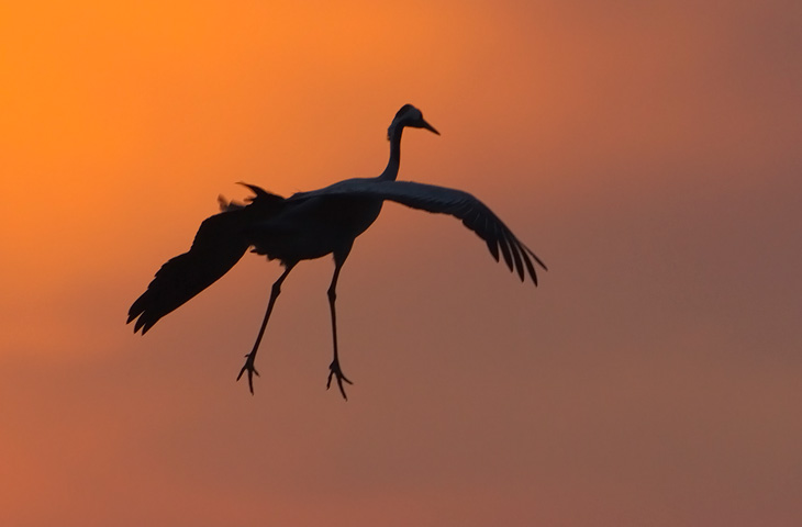 © J. Herting, Landender Kranich im Morgenrot