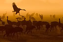 © J. Herting, Kranich landet  im Morgenrot