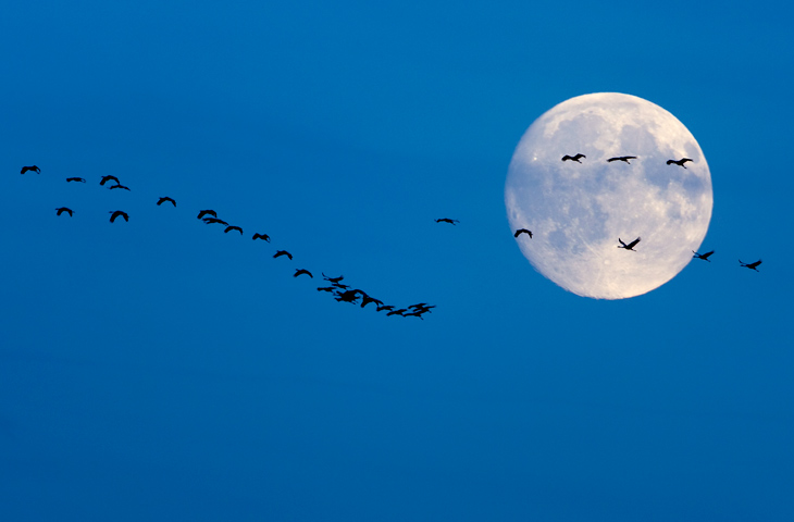 Kranich, Vollmond