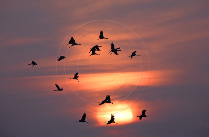 Kranich, Sonnenuntergang