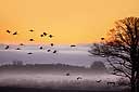 © C. Linde, morgendlicher Einflug der Kraniche, Hornborgasjön