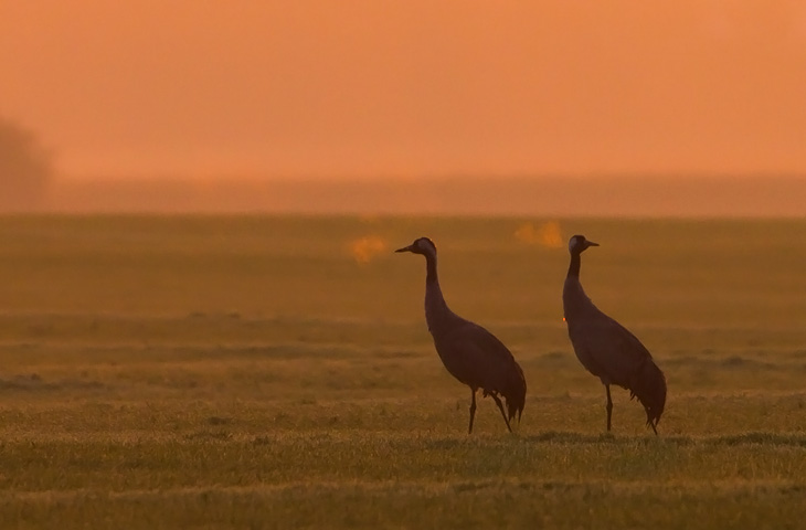 © J. Herting, Kraniche in morgendlicher Stimmung, Atem der Kraniche