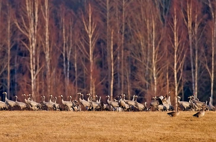 © J. Herting, Kranichgruppe vor Birkenwald im Abendlicht