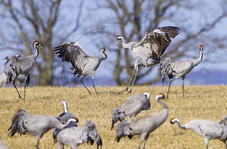 Kranichtanz
