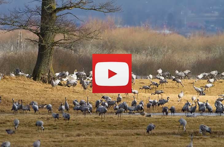 Kranichrast - Kranichtanz