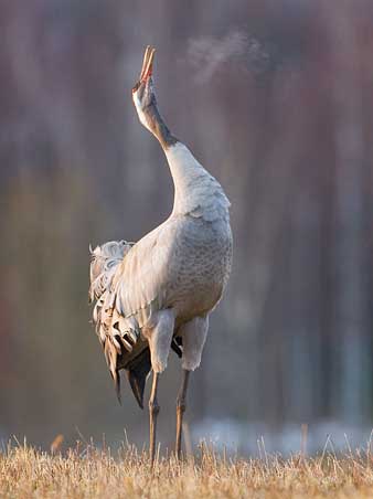 Kranich rufend