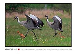 Kranichkalender 2015