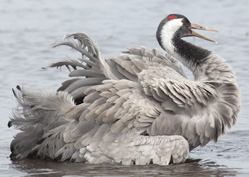 Kranichkalender 2012